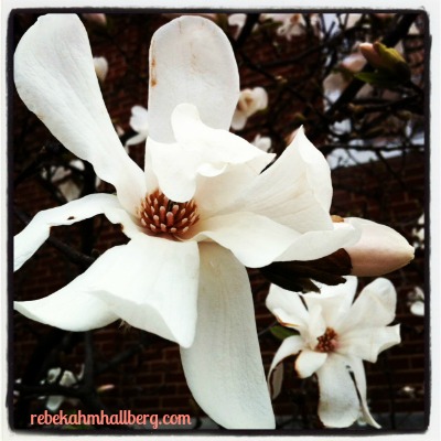 magnolia2