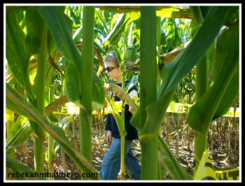 cornfield